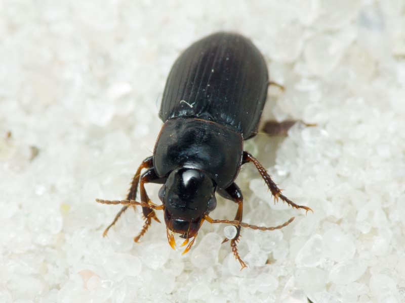 Carabidae Latreille, 1802